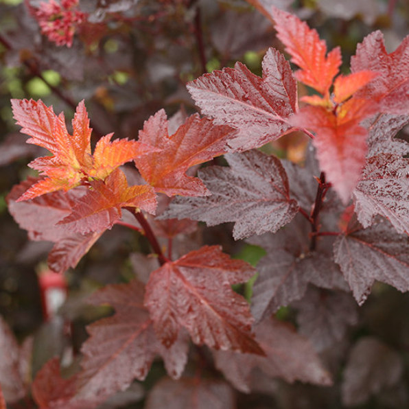 Ginger Wine® Ninebark (Physocarpus O &