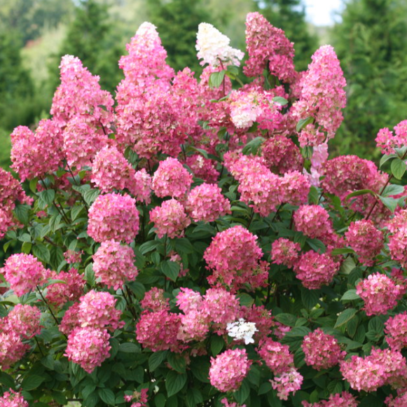 Fire Light® Panicle Hydrangea (Hydrangea &