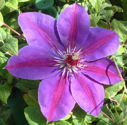 Picardy™ Clematis (Clematis picardy) - half gallon