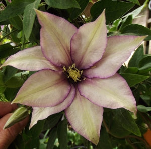 Samaritan Jo Clematis (Clematis samaritan &