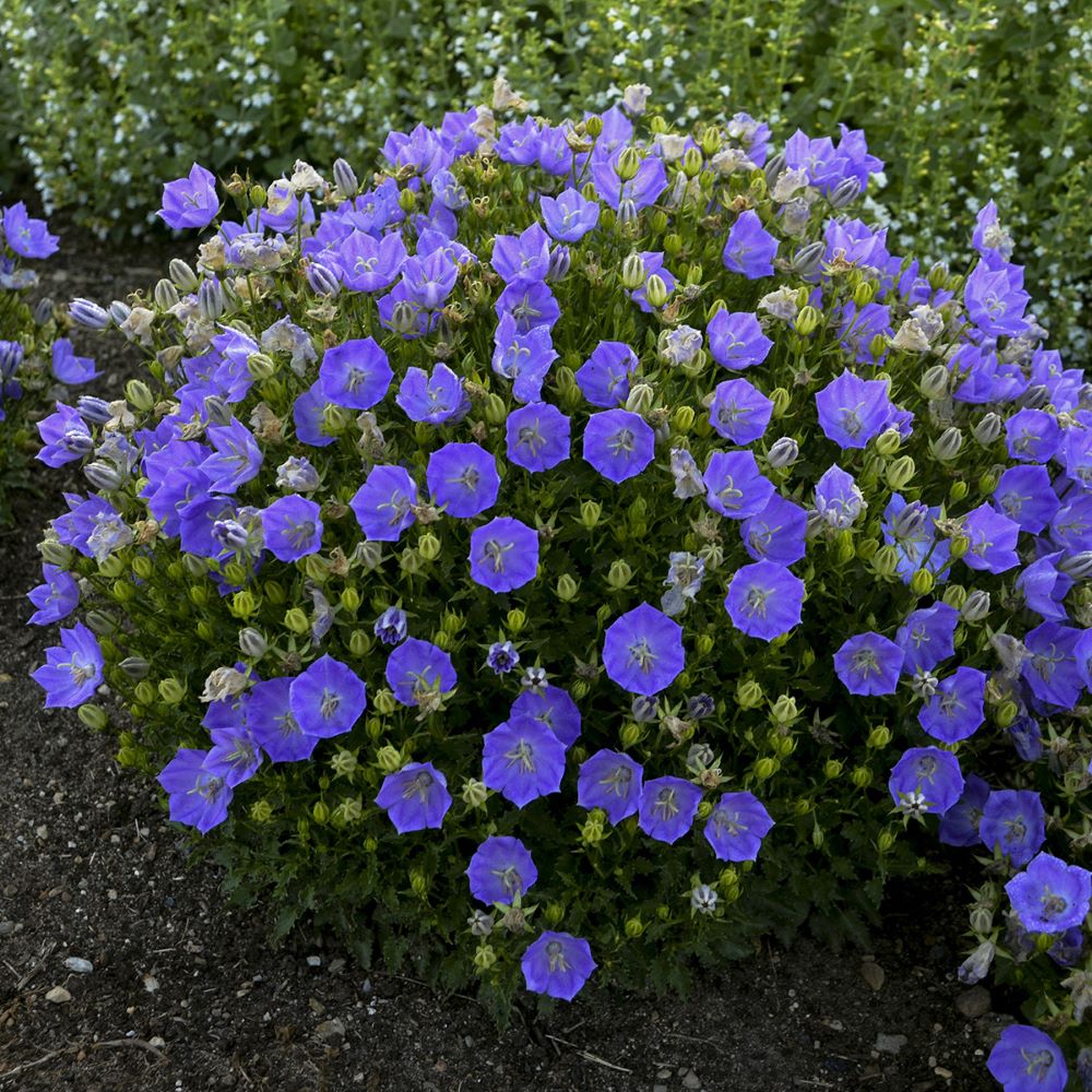 Rapido Blue Bellflower (Campanula carpatica &
