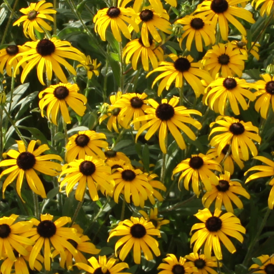 American Gold Rush Black-Eyed Susan (Rudbeckia x &
