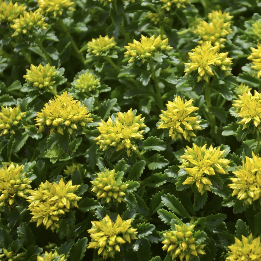 Little Miss Sunshine Stonecrop (Sedum little &