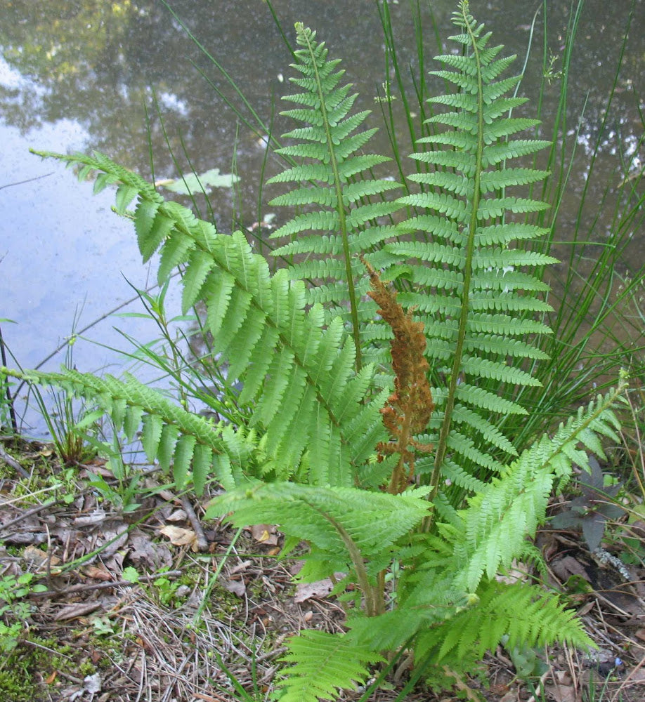 Cinnamon Fern (Osmundastrum &