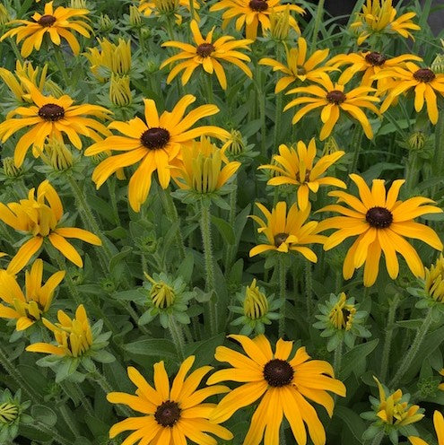 Glitters LIke Gold Black Eyed Susan (Rudbeckia x &