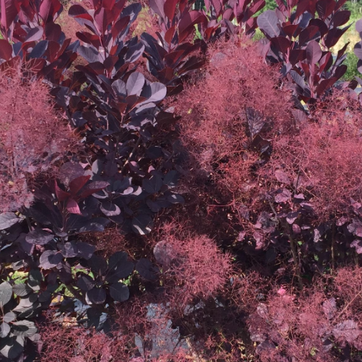 Winecraft Black® Smokebush (Cotinus coggygria &