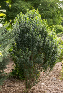 Straight Talk® Privet (Ligustrum V &