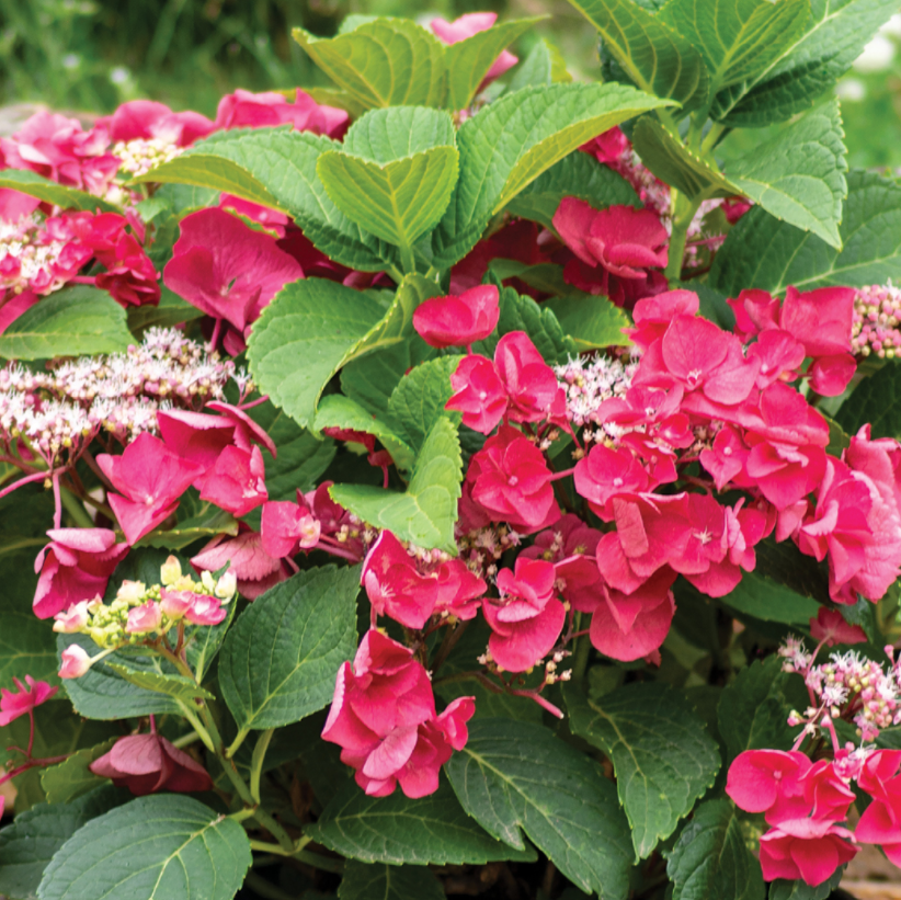 Cherry Explosion™ Hydrangea (Hydrangea macrophylla &