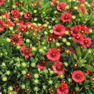 Spintop Red Blanket Flower (Gaillardia spintop &