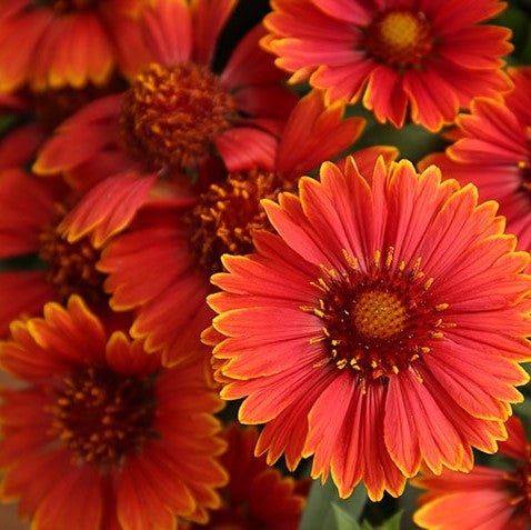 Spintop Yellow Touch Blanket Flower (Gaillardia spintop &