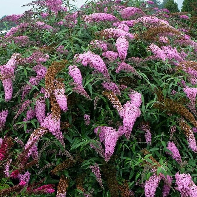 Pink Cascades Butterfly Bush (Buddleia &