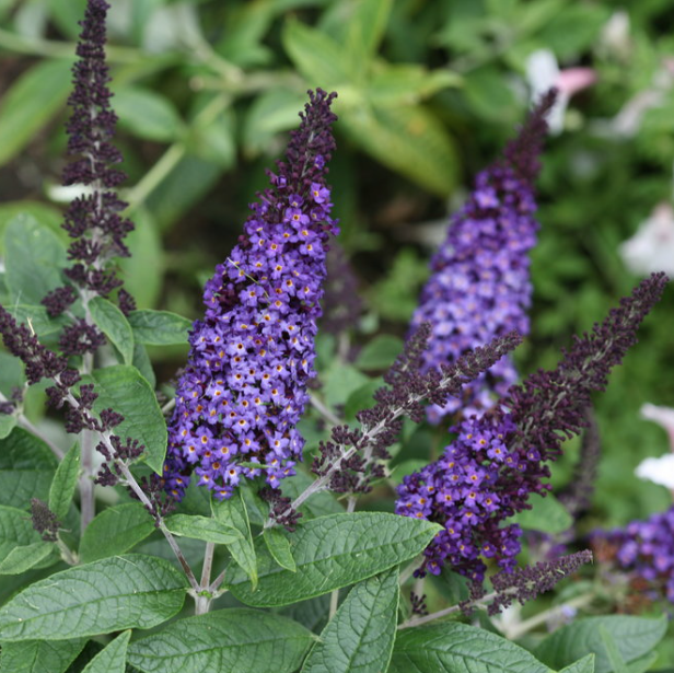 Pugster Blue® Butterfly Bush (Buddleia &