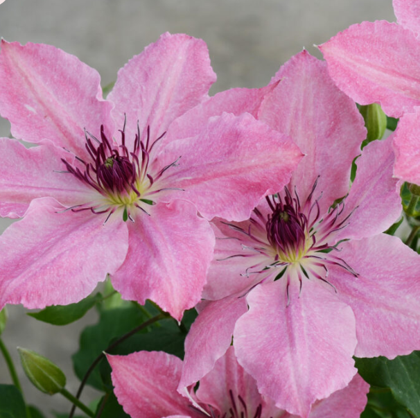 Sarah Elizabeth™ Clematis (Clematis sarah &