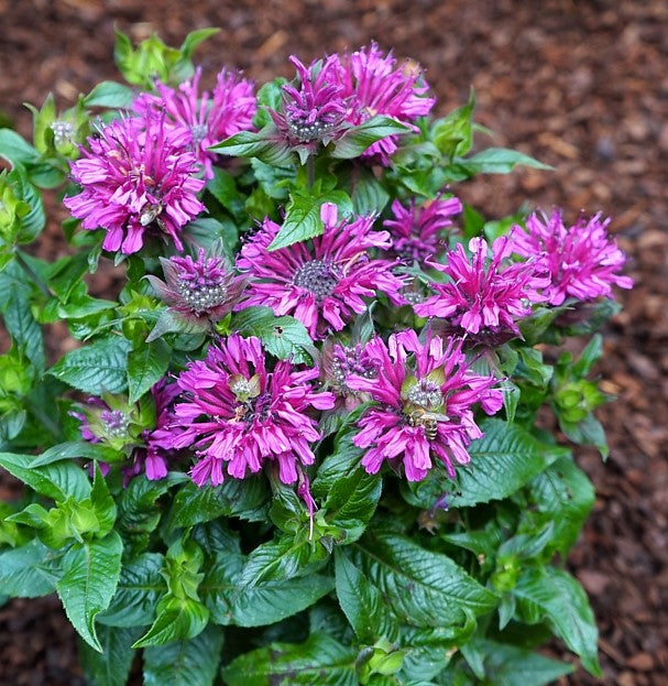 Pocahontas Purple Rose Bee Balm (Monarda pocahontas &