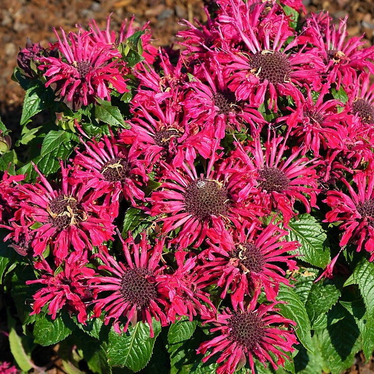 Pocahontas Red Rose Bee Balm (Monarda pocahontas &