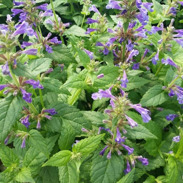 Neptune Catmint (Nepeta neptune) - 1 gallon
