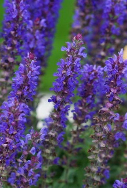 Blue Bouquetta® Catmint (Salvia blue &