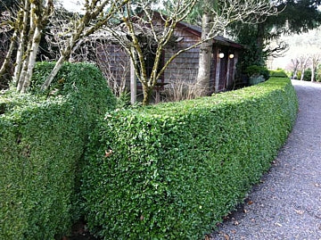 Green Beauty Boxwood (Buxus microphylla &