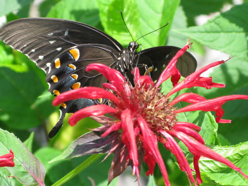Jacob Cline Bee Balm (Monarda jacob &