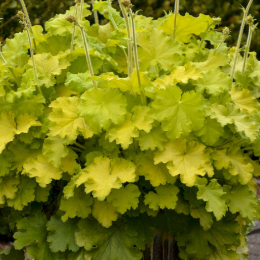 Lemon Love Coralbells (Heuchera &