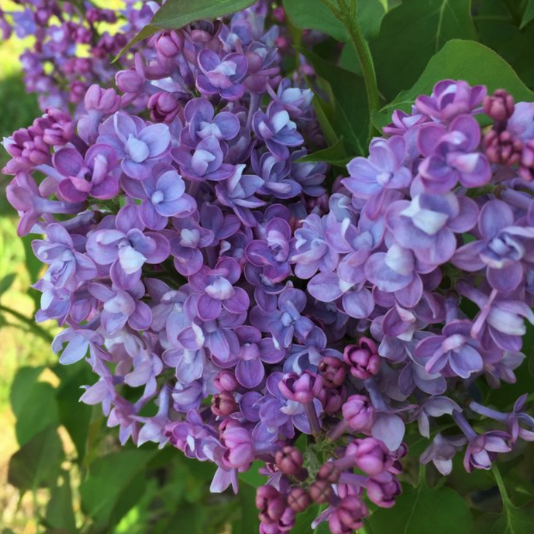 Scentara® Double Blue Lilac (Syringa x &