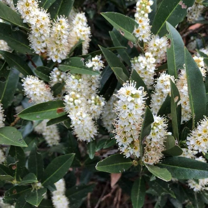 Zimmerman Cherry Laurel (Prunus L &