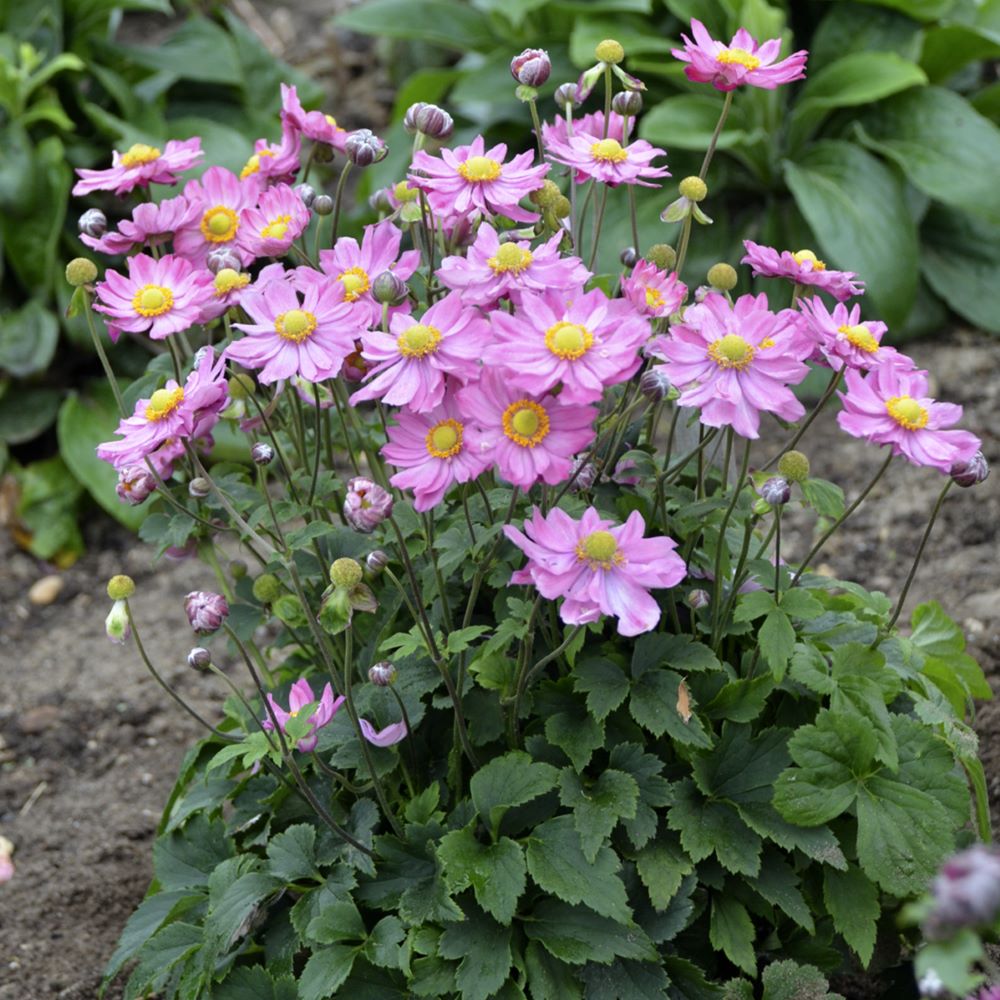 Curtain Call Pink Japanese Anemone (Anemone &