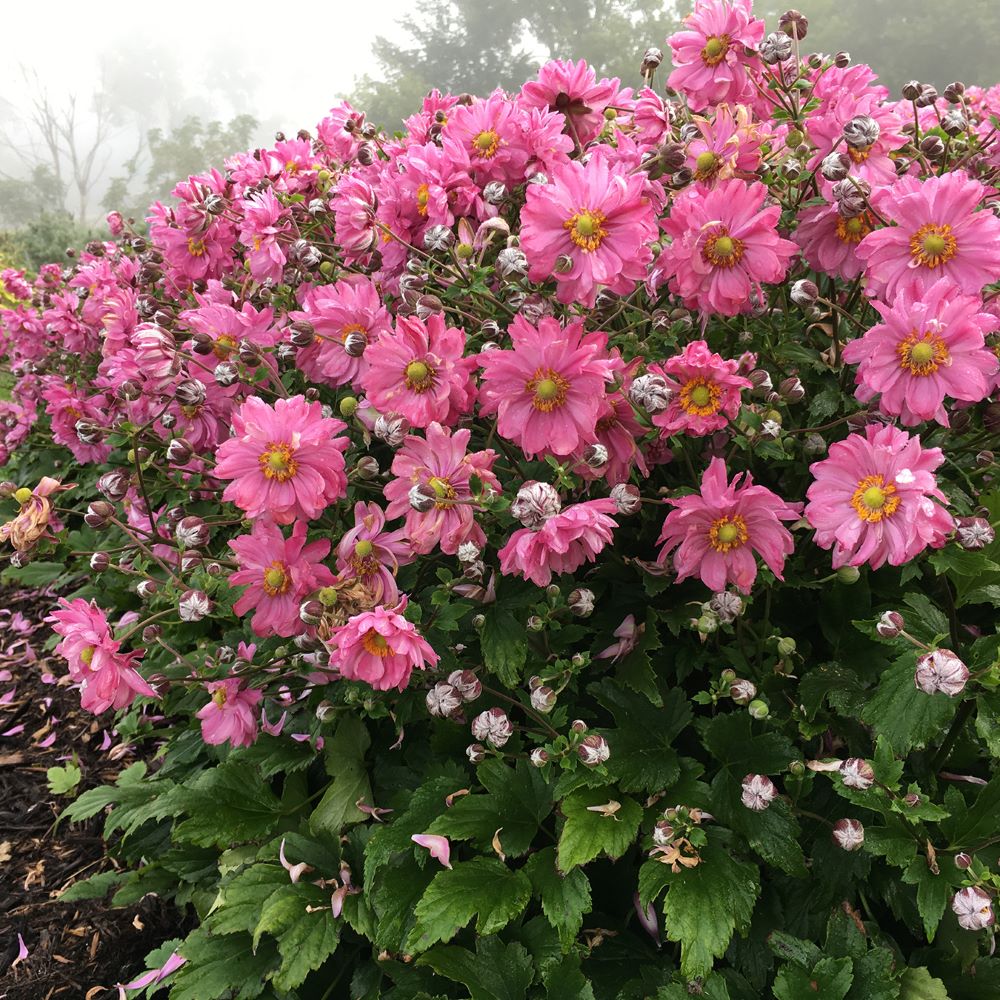 Fall In Love™ Japanese Anemone (Anemone &