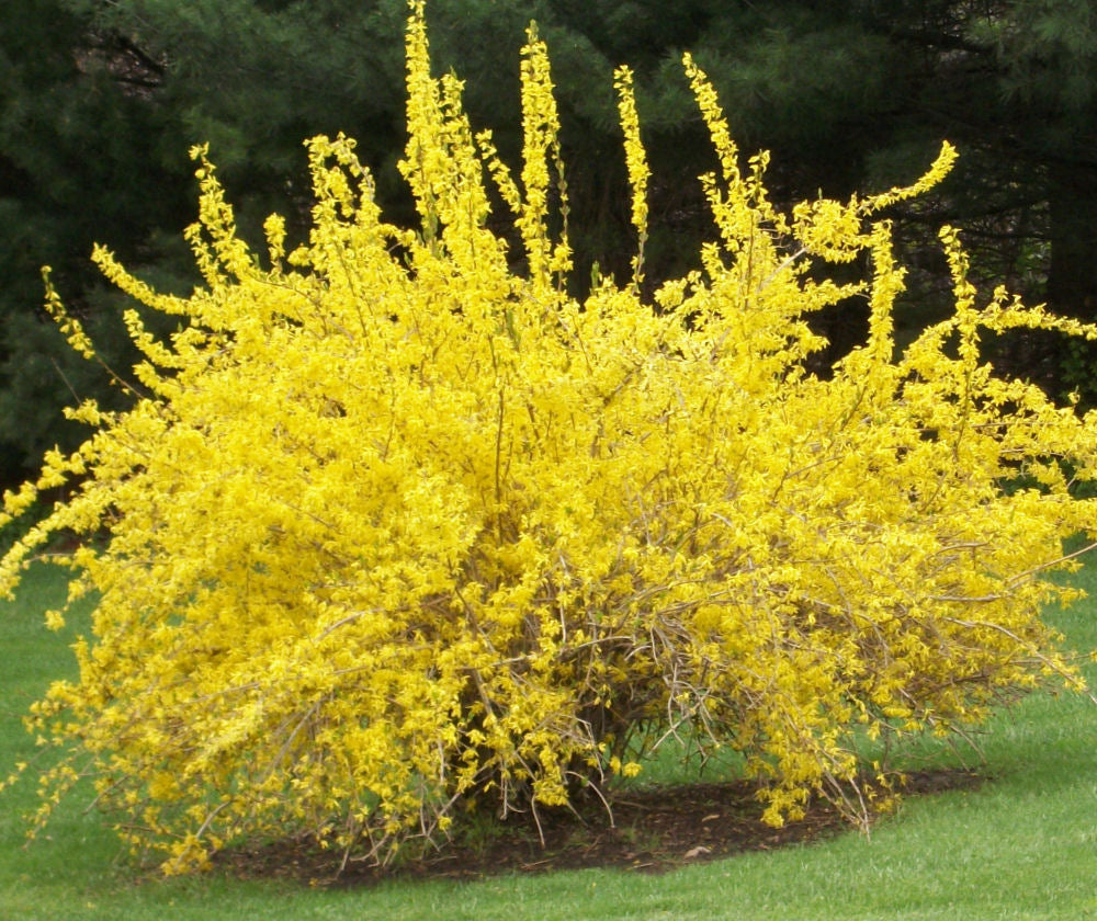 Spring Glory Forsythia (Forsythia x intermedia &