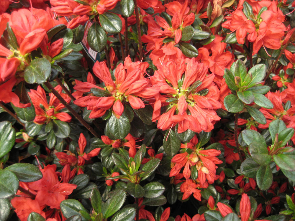 Stewartstonian Azalea (Azalea x &
