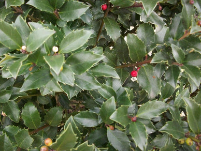 Blue Maid™ Meserve Holly (Ilex x meserveae &