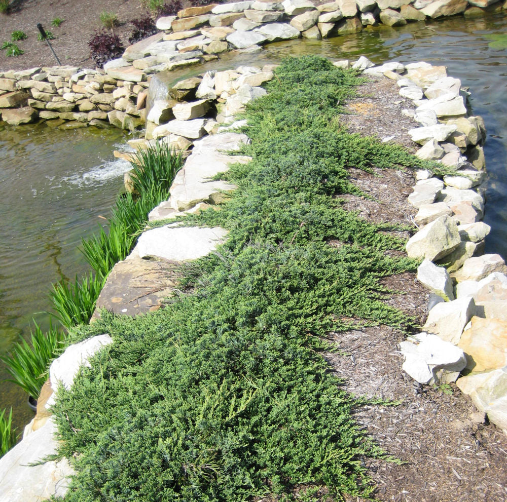 Blue Rug Juniper (Juniperus horizontalis &