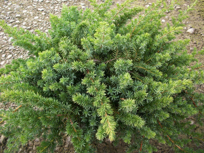Blue Shore Juniper (Juniperus conferta &