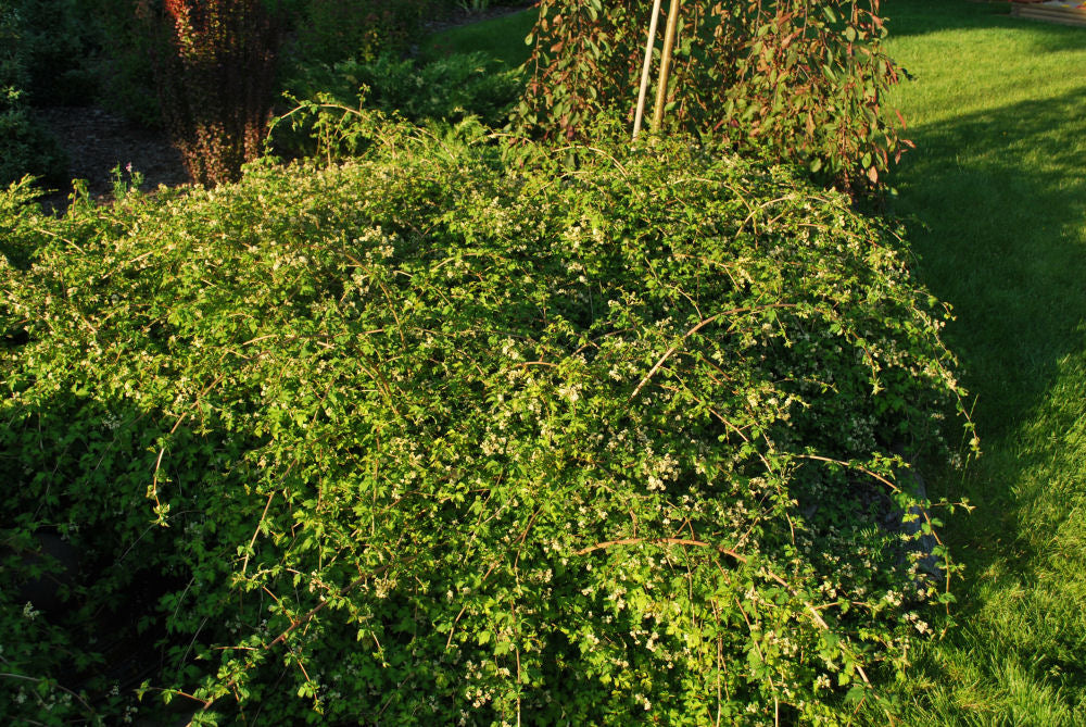 Crispa Cutleaf Stephanandra (Stephanandra incisa &