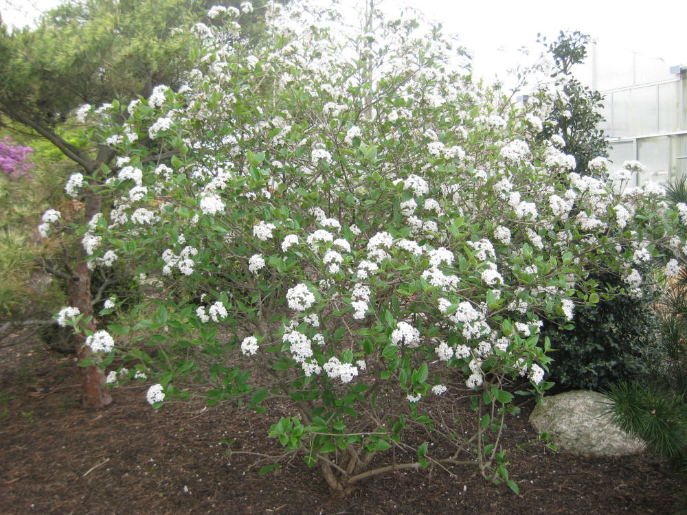 Mohawk Viburnum (Viburnum x burkwoodii &