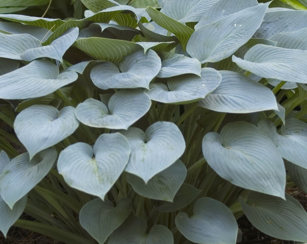Halcyon Plantain Lily (Hosta halcyon &