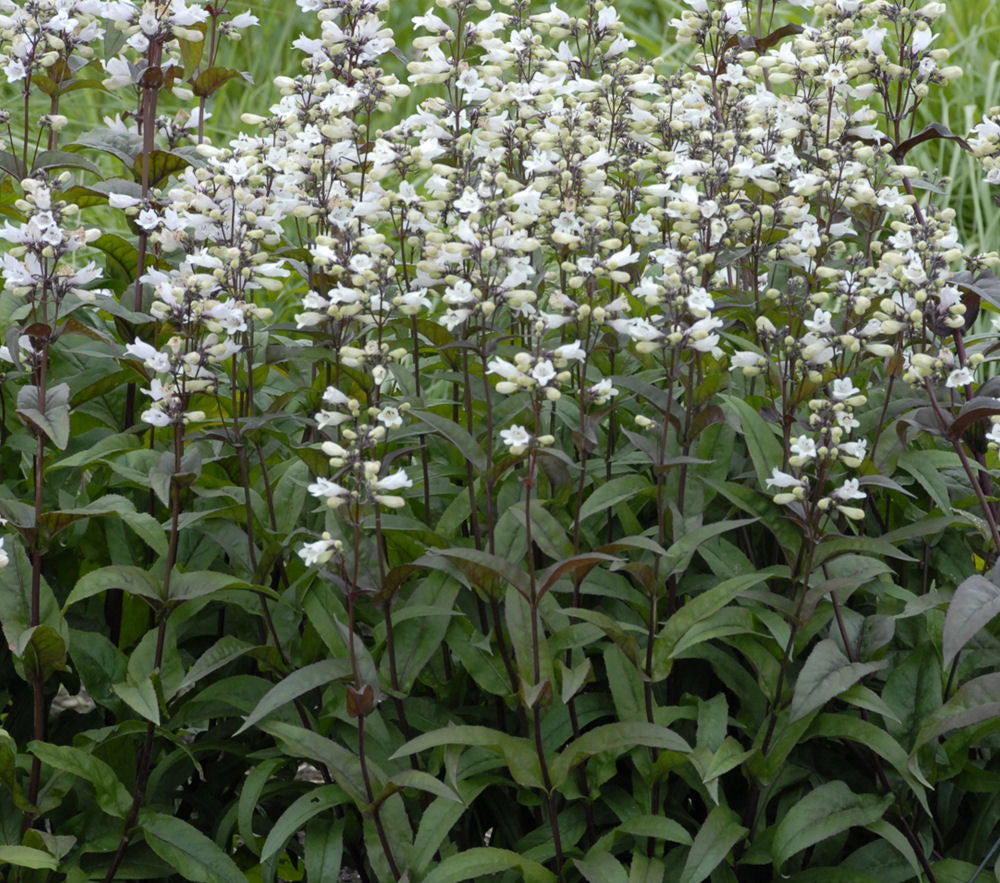 Husker Red Beardtongue (Penstemon digitalis &