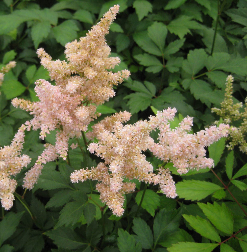 Peach Blossom Astilbe (Astilbe japonica &