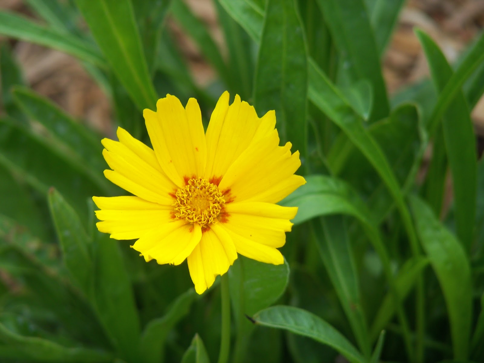 Baby Sun Tickseed (Coreopsis grandiflora &