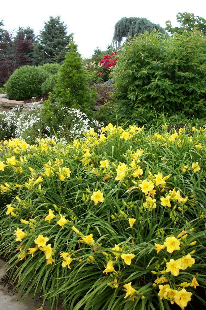 Happy Returns Daylily (Hemerocallis &