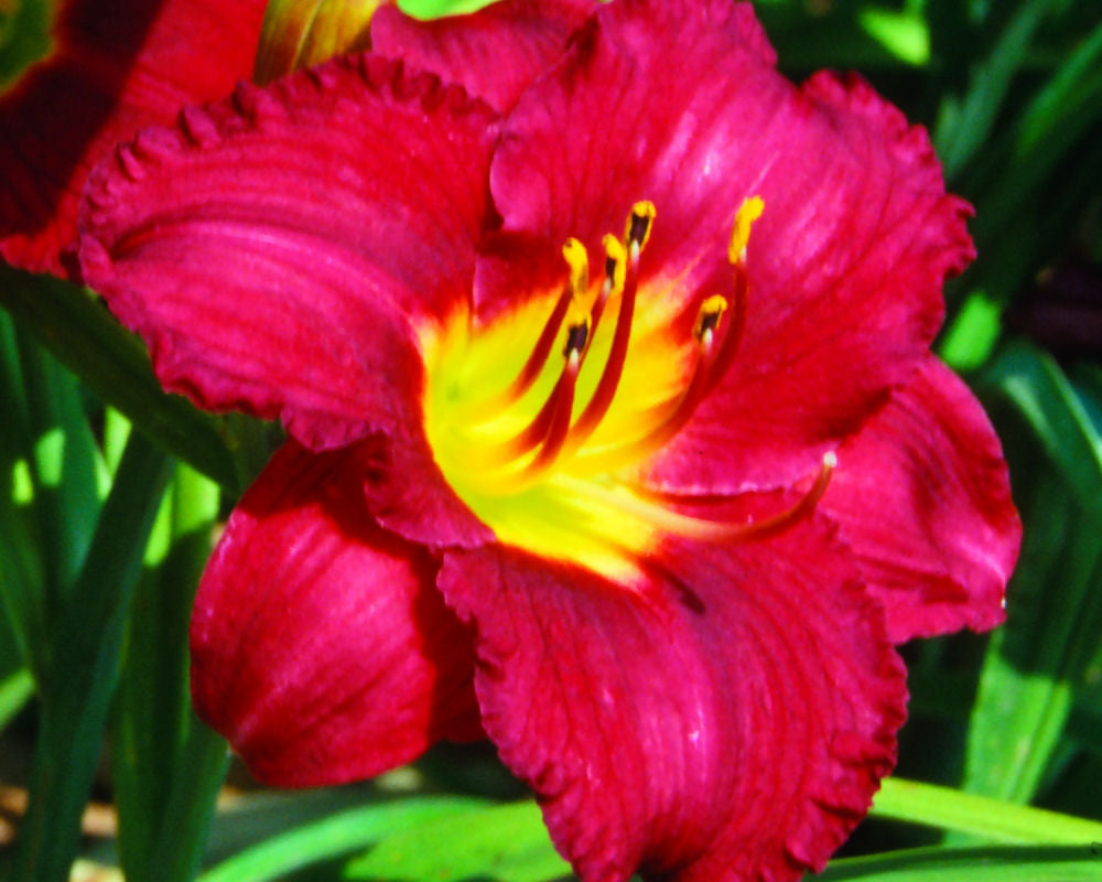 Pardon Me Daylily (Hemerocallis pardon &