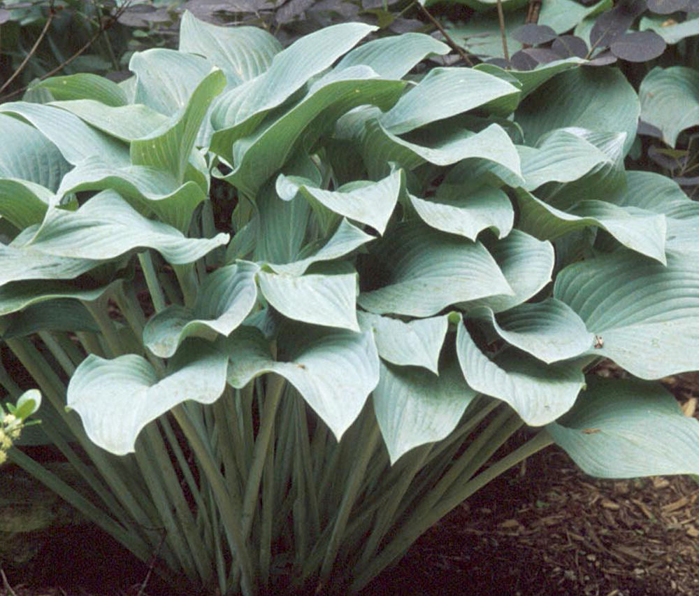 Krossa Regal Plantain Lily (Hosta krossa &