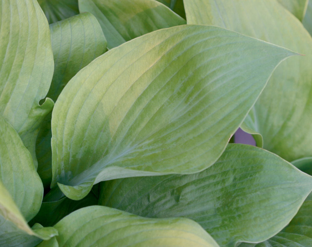 Sum and Substance Plantain Lily (Hosta &