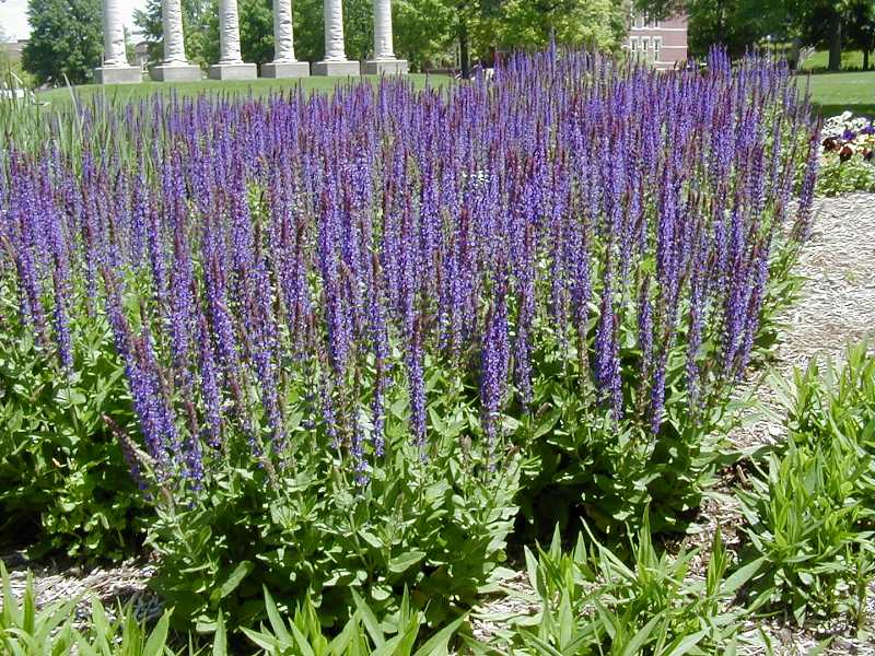 East Friesland Meadow Sage (Salvia nemorosa &