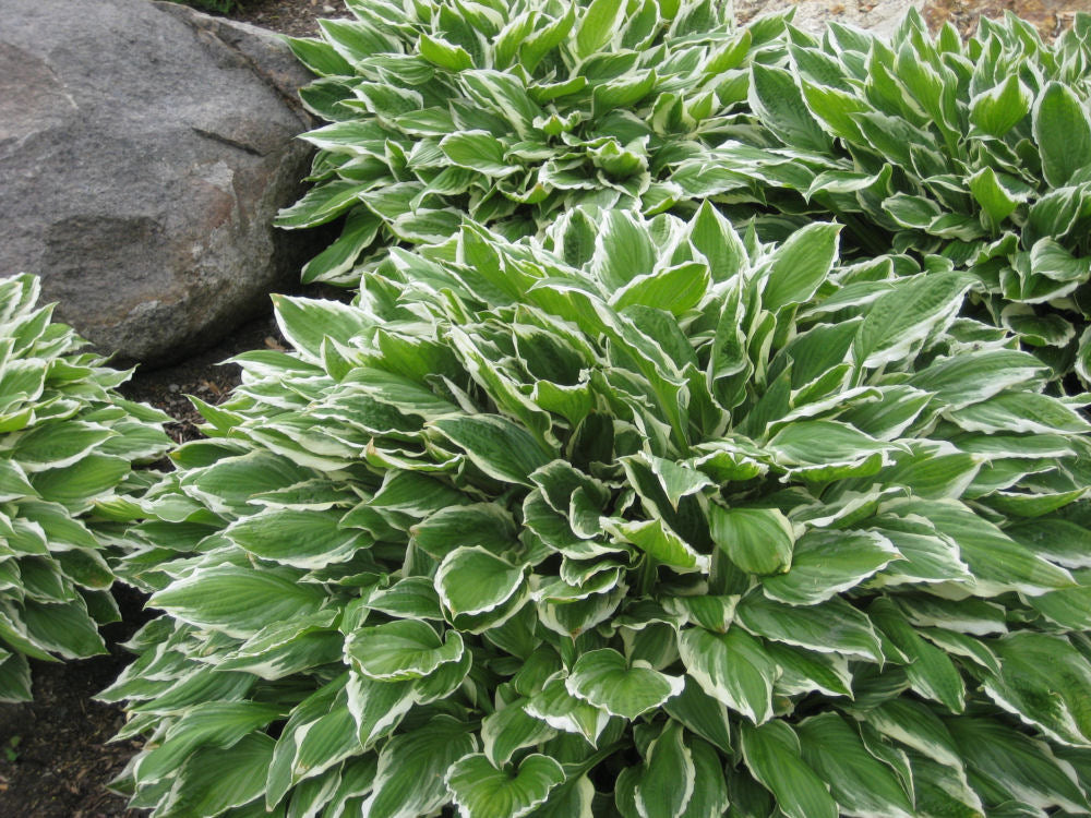 Francee Plantain Lily (Hosta francee &