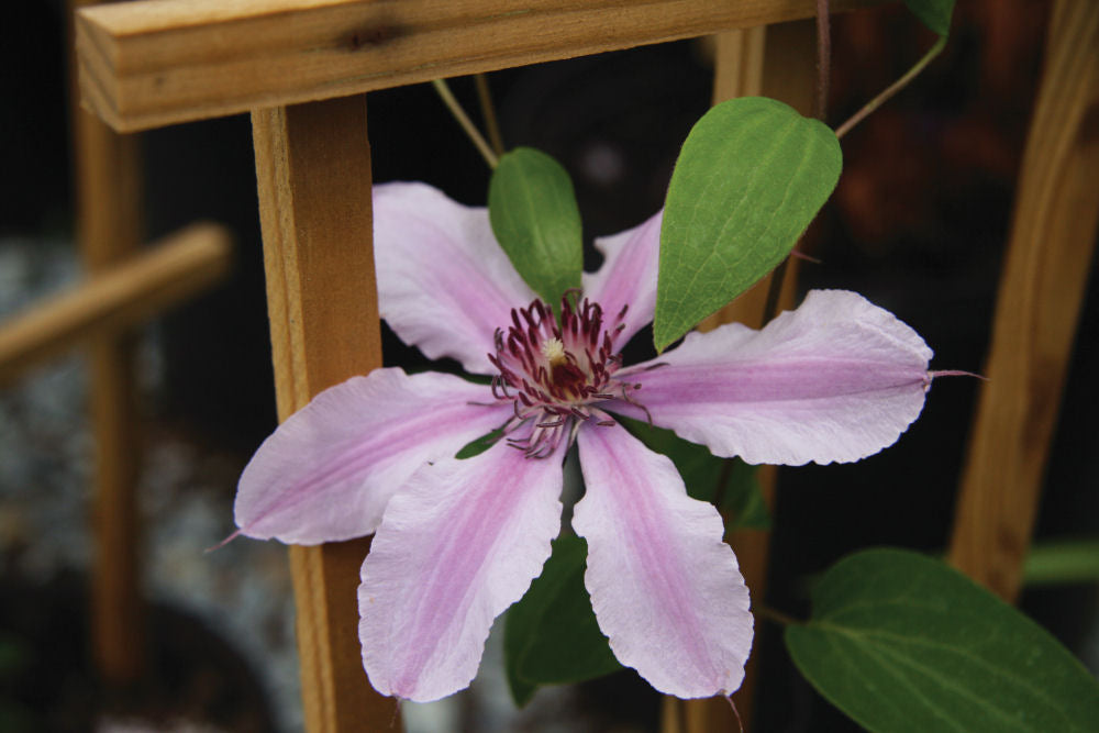 Double Rose™ Clematis (Clematis double &