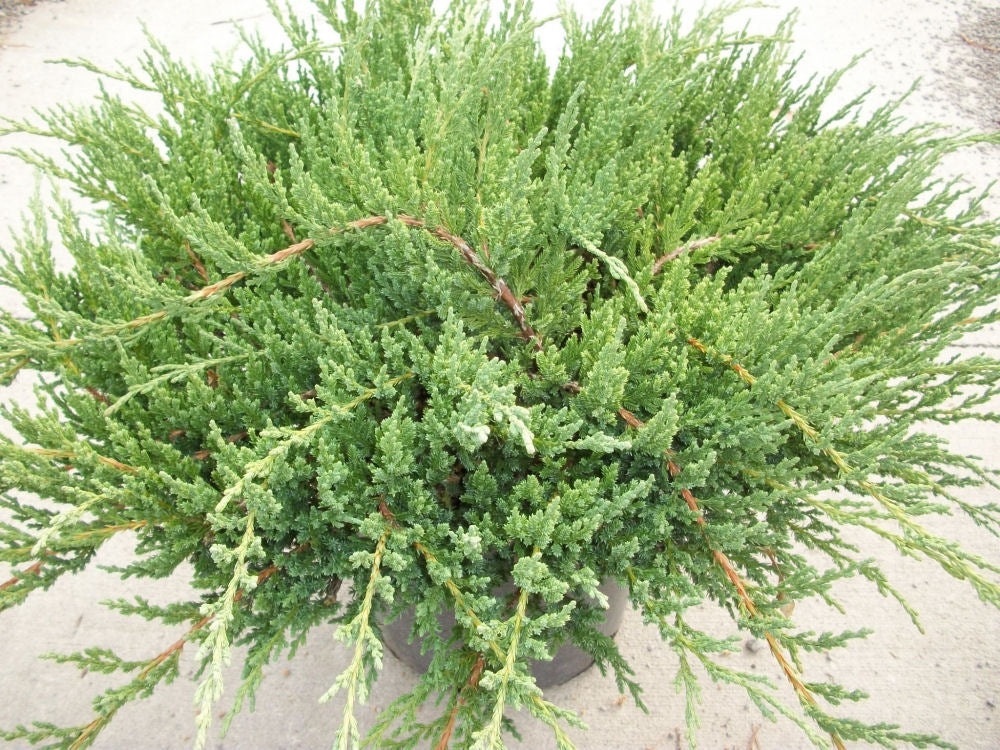 Green Sargent Juniper (Juniperus chinensis &