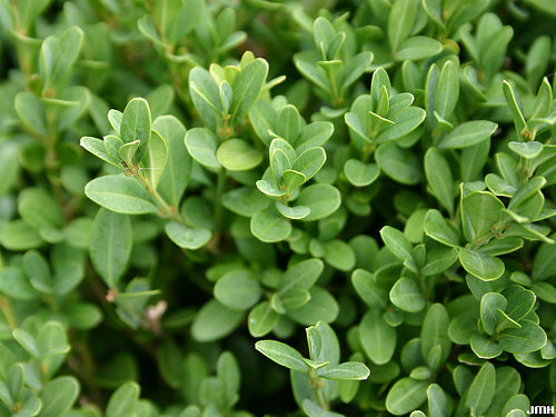 Green Gem Boxwood (Buxus microphylla &