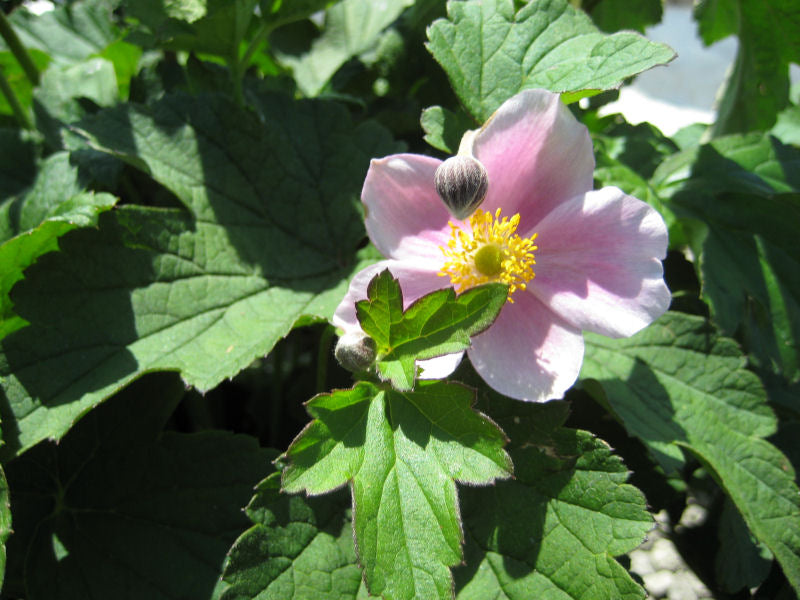 September Charm Anemone (Anemone x hybrida &