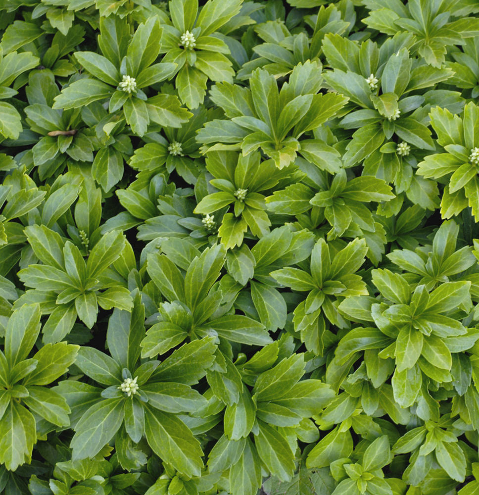 Japanese Spurge (Pachysandra terminalis) - 1 gallon